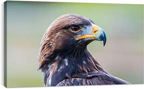 Постер на подрамнике - Голова орла