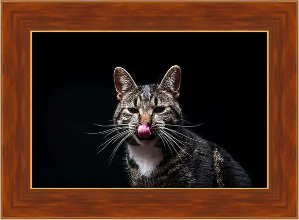 Картина в раме - Портрет кота на черном фоне