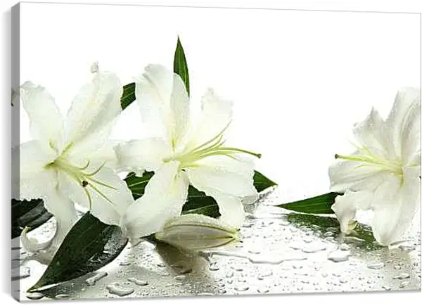 Постер на подрамнике - Белые лилии
