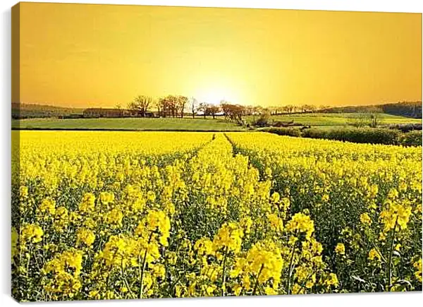 Постер на подрамнике - Поле желтых цветов