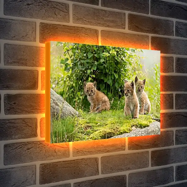 Лайтбокс световая панель - Рыси