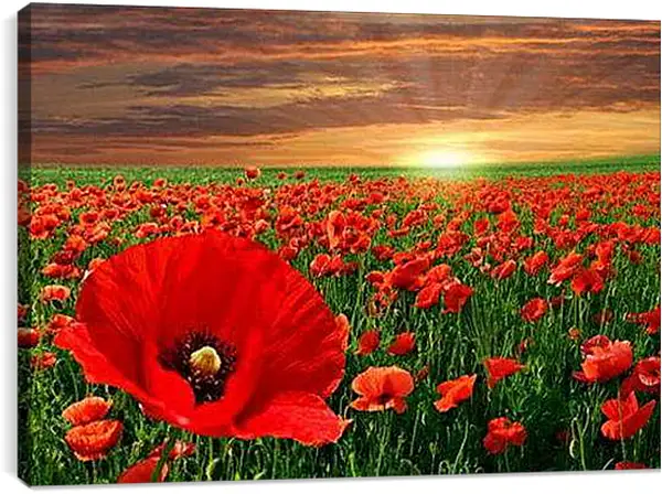 Постер на подрамнике - маки