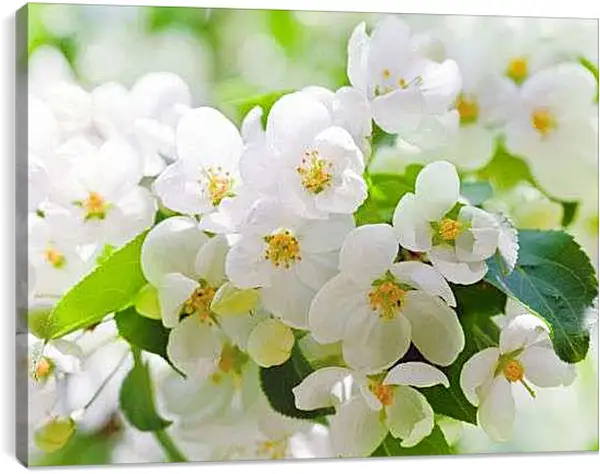 Постер на подрамнике - Цветы вишни