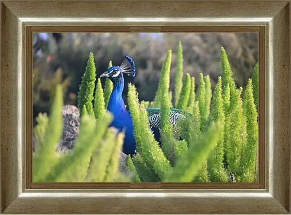 Картина в раме - Павлин в зелёных кустах