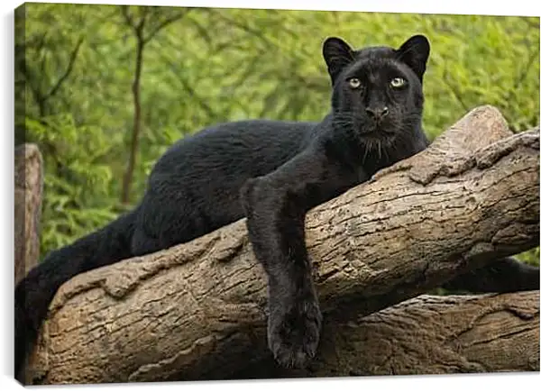 Постер на подрамнике - Пантера