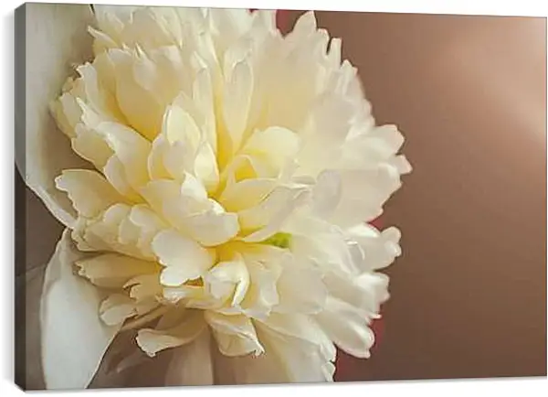 Постер на подрамнике - Пион жёлтый