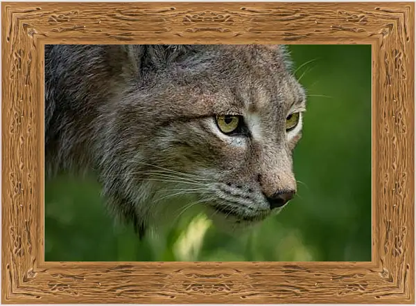 Картина в раме - Рысь