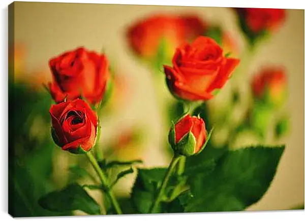 Постер на подрамнике - Розы