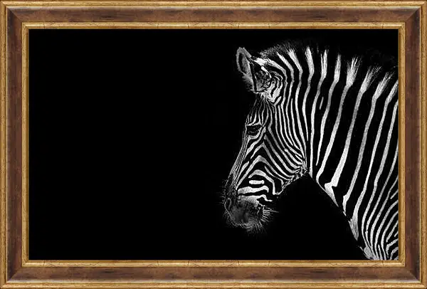 Картина в раме - Зебра