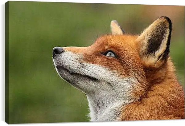 Постер на подрамнике - Лисица