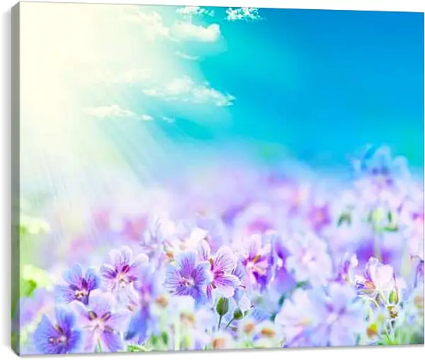 Постер на подрамнике - Анютины глазки в лучах солнца