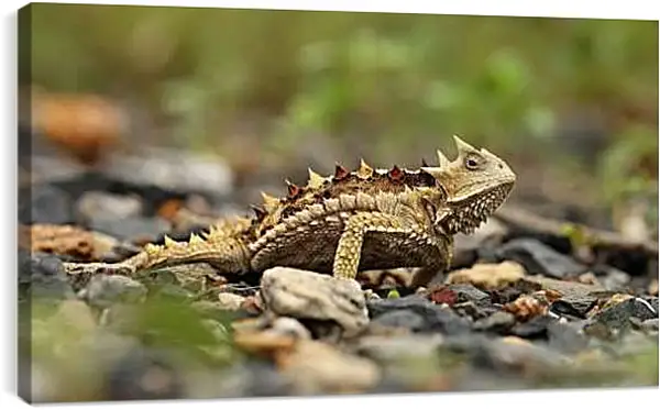 Постер на подрамнике - Рептилии