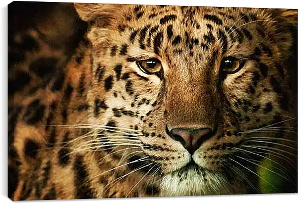 Постер на подрамнике - Леопард