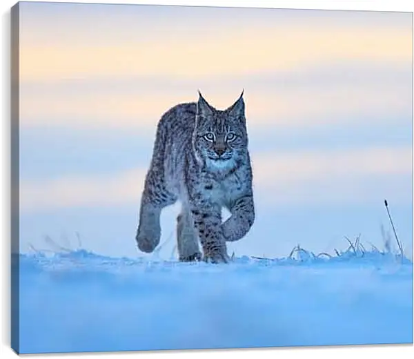 Постер на подрамнике - Рысь