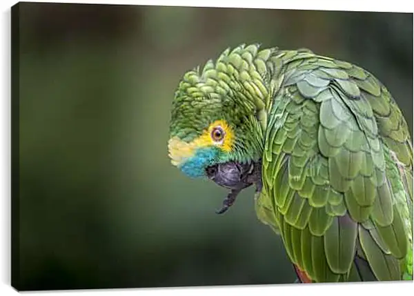 Постер на подрамнике - Зелёный попугай чистит лаппку
