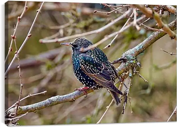 Постер на подрамнике - Скворец сидит на ветке