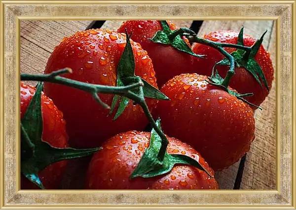 Картина в раме - Свежие томаты на ветке