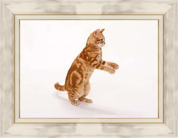 Картина в раме - Рыжый кот на задних лапах