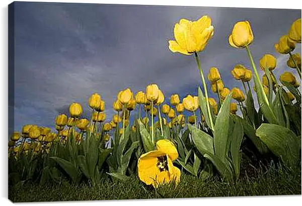 Постер на подрамнике - Тюльпаны