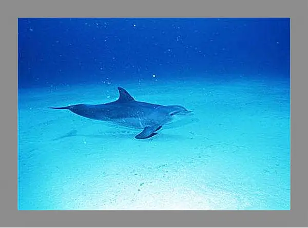 Картина в раме - Дельфины