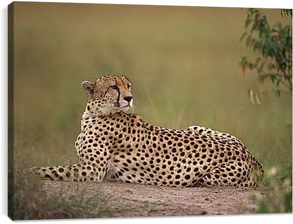 Постер на подрамнике - Гепард насторожен