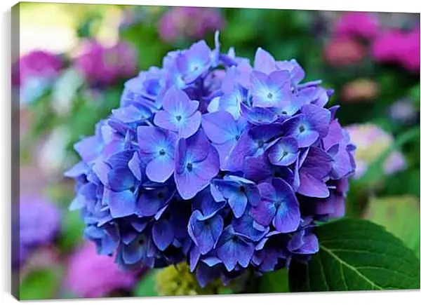 Постер на подрамнике - Гортензия
