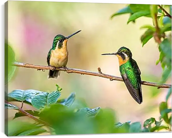 Постер на подрамнике - Колибри