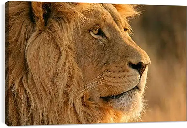 Постер на подрамнике - Лев