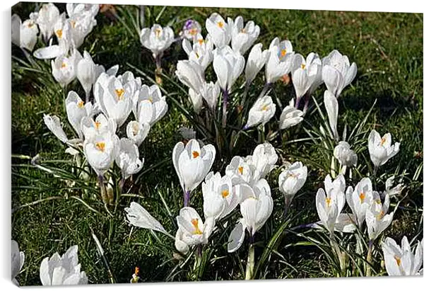 Постер на подрамнике - Весна