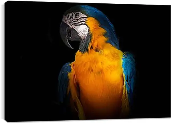 Постер на подрамнике - Попугай на чёрном фоне
