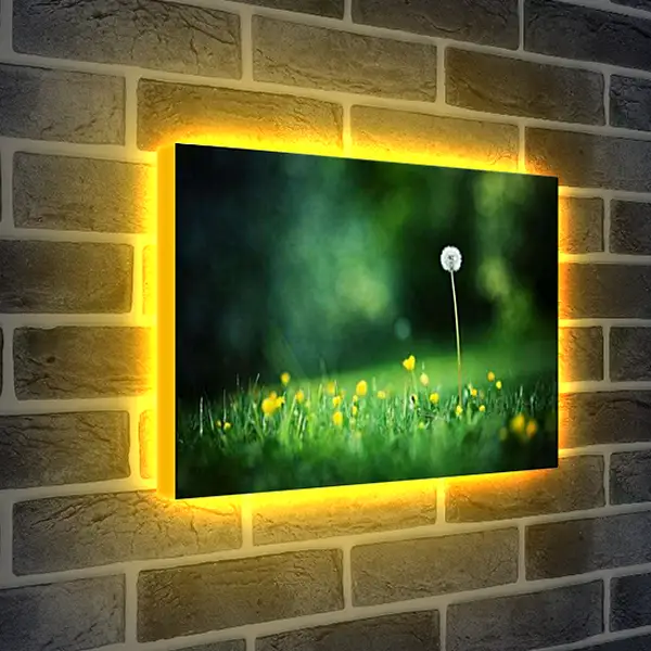 Лайтбокс световая панель - Одинокий белый одуванчик на поляне