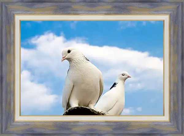 Картина в раме - Голуби