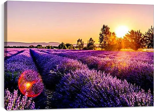Постер на подрамнике - Лавандовое поле