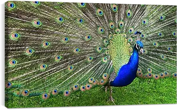 Постер на подрамнике - Павлин с распущенным хвостом