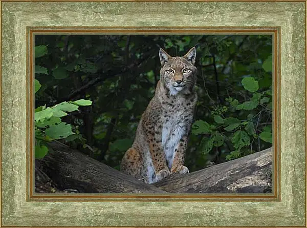 Картина в раме - Рысь