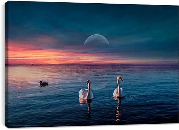 Постер на подрамнике - Два лебедя и уточка