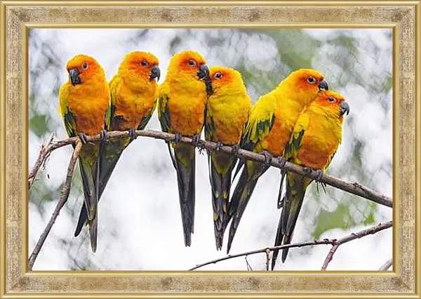 Картина в раме - Шесть попугайчиков на ветке
