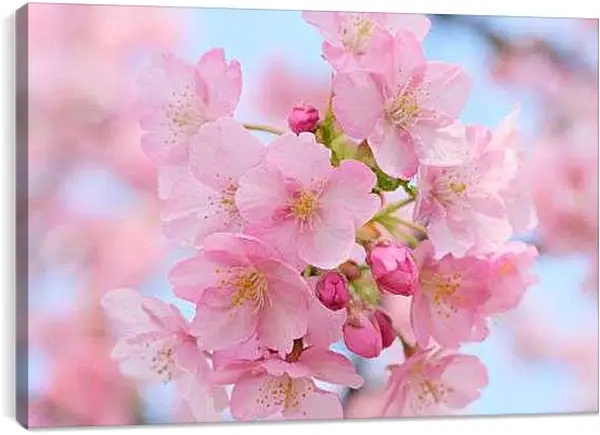 Постер на подрамнике - Вишня в цвету