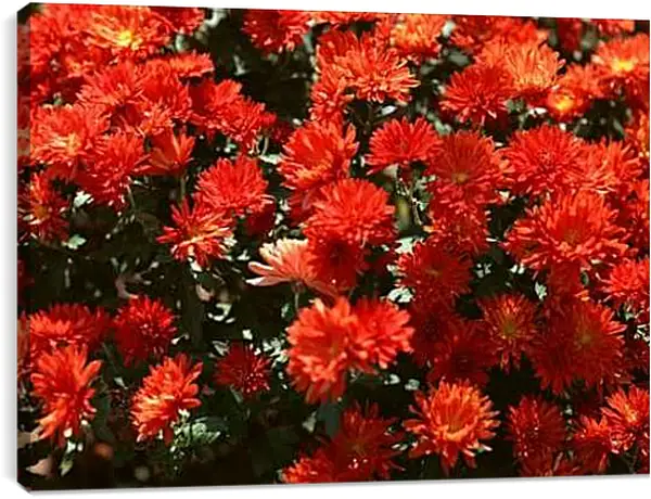 Постер на подрамнике - Красные хризантемы