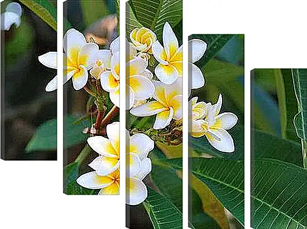 Модульная картина - Плюмерия