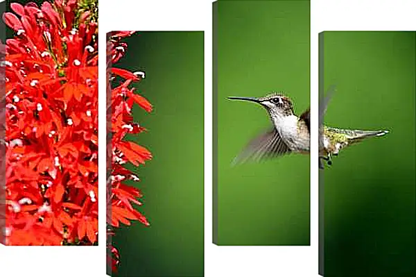 Модульная картина - Колибри