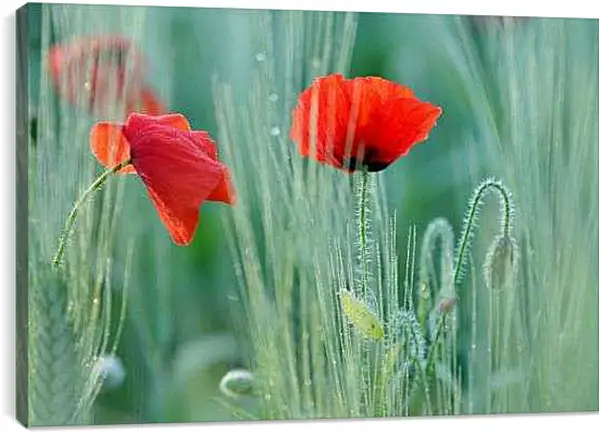 Постер на подрамнике - Два мака в поле