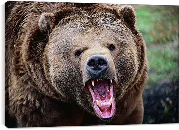 Постер на подрамнике - Медведь