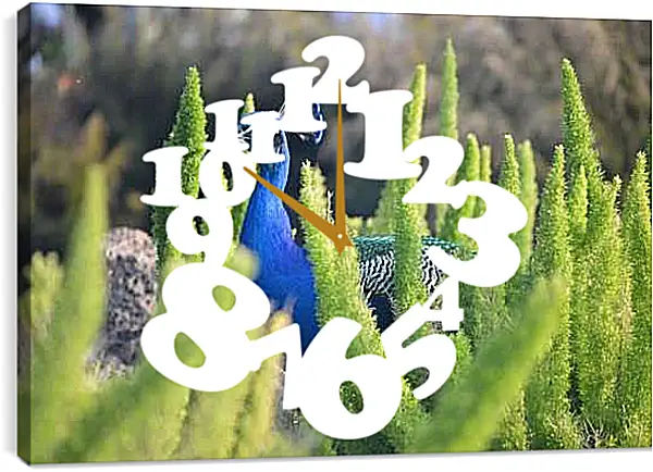 Часы картина - Павлин в зелёных кустах