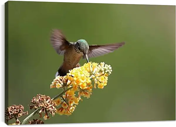 Постер на подрамнике - Колибри