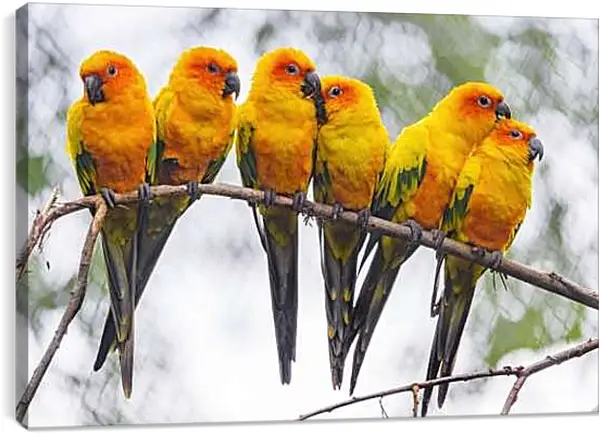 Постер на подрамнике - Шесть попугайчиков на ветке