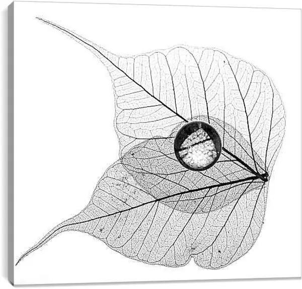 Постер на подрамнике - Капля