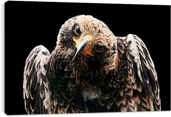 Постер на подрамнике - Орел