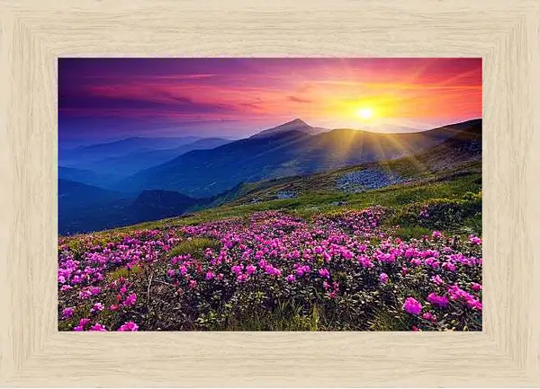 Картина в раме - Цветы в лучах закатного солнца