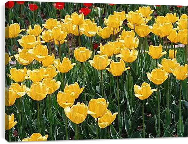 Постер на подрамнике - Тюльпаны